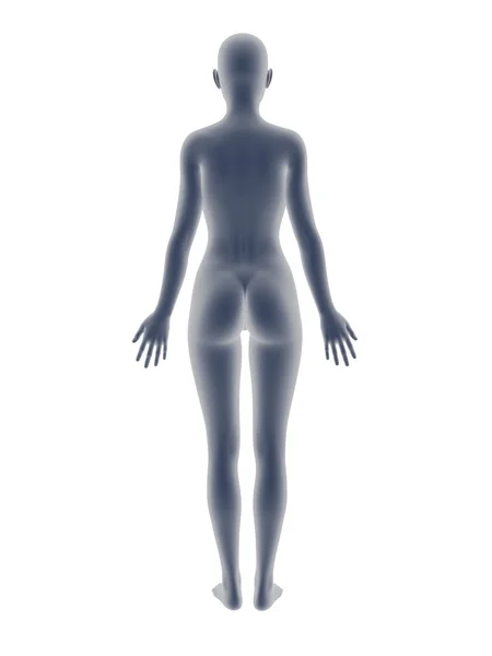 Kadın vücut — Stok fotoğraf
