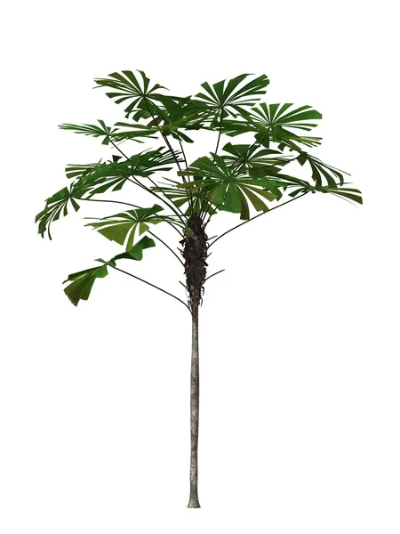 Tropická rostlina — Stock fotografie