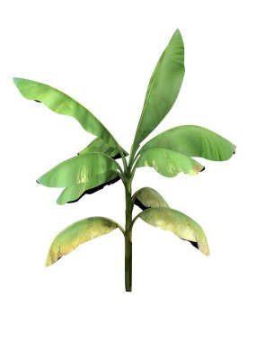 tropikal bitki