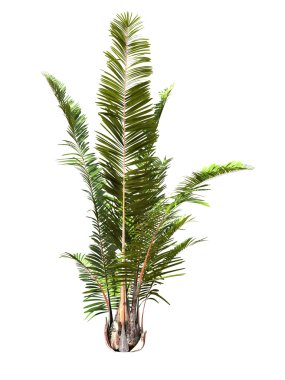 tropical plant clipart