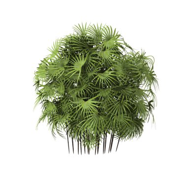 tropical plant clipart