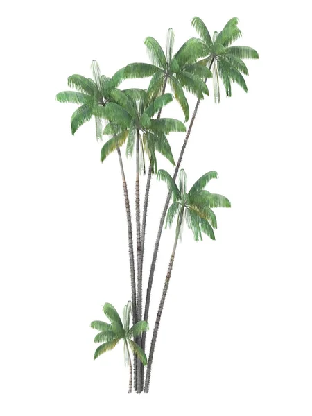 Plantas tropicais — Fotografia de Stock