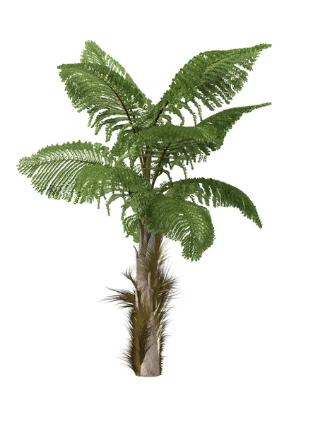 Tropikal bitki — Stok fotoğraf