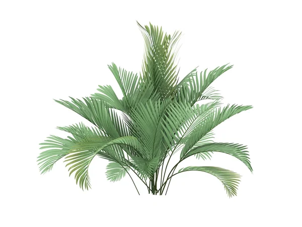 Tropical plant — Stock Photo, Image