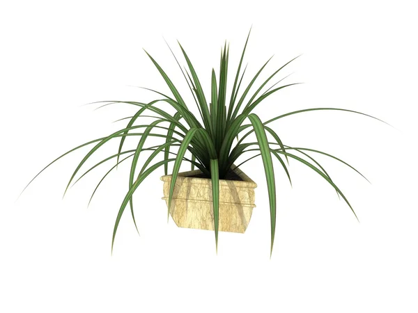 Potted plant — Stock Photo, Image