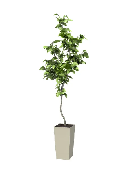 Potted plant — Stock Photo, Image