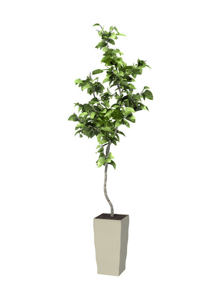 potted plant