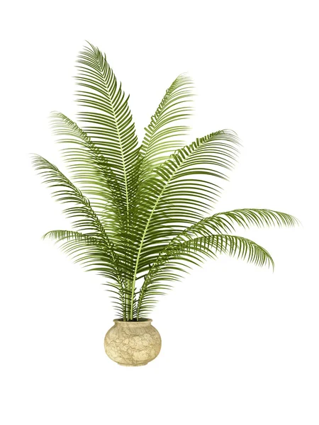 Planta de palmera — Foto de Stock