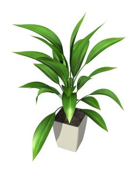 potted plant clipart
