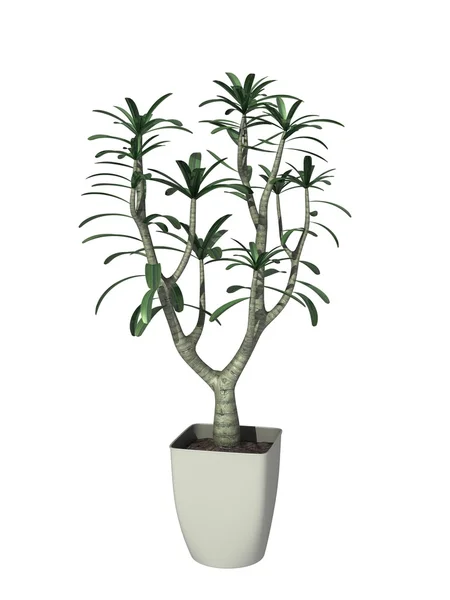 Ingegoten plant — Stockfoto