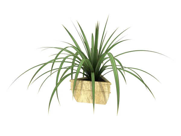 Potted plant — Stock Photo, Image