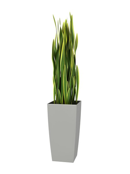 potted plant