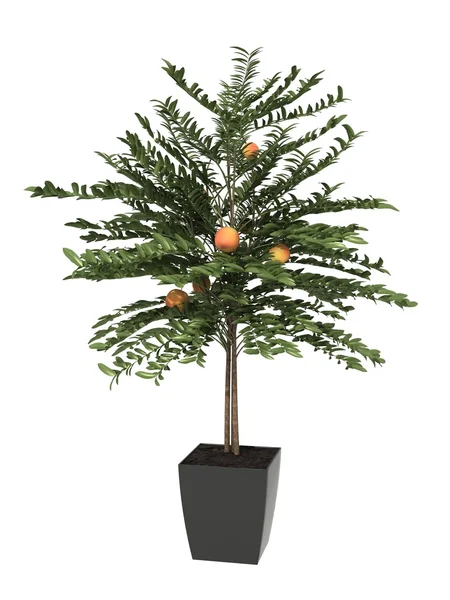 Ingegoten plant — Stockfoto