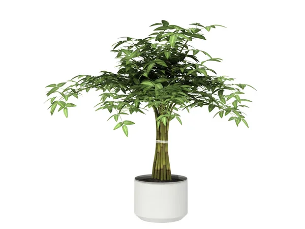 Potted plant — Stock Photo, Image