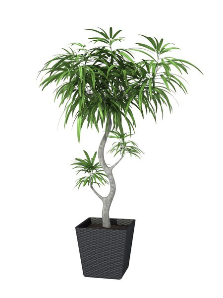 potted plant