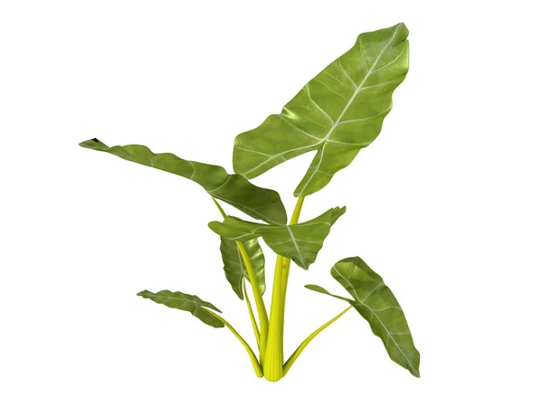 Tropical plant plantain — Stock Photo, Image