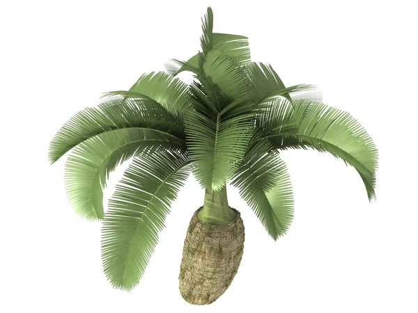 Tropikalna roślina drzewo — Zdjęcie stockowe