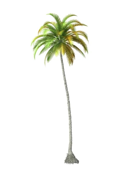 Tropical plant tree — Stock Photo, Image