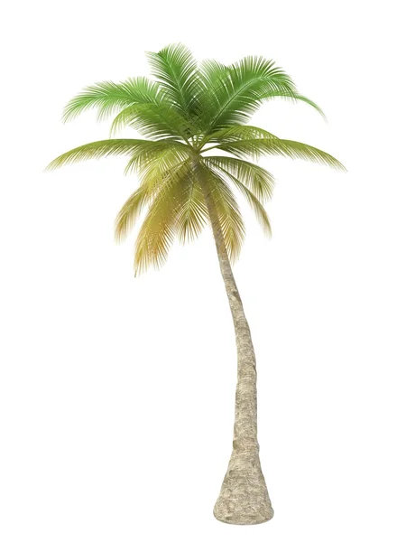 Albero delle piante tropicali — Foto Stock