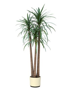 beyaz zemin üzerine saksı bitki