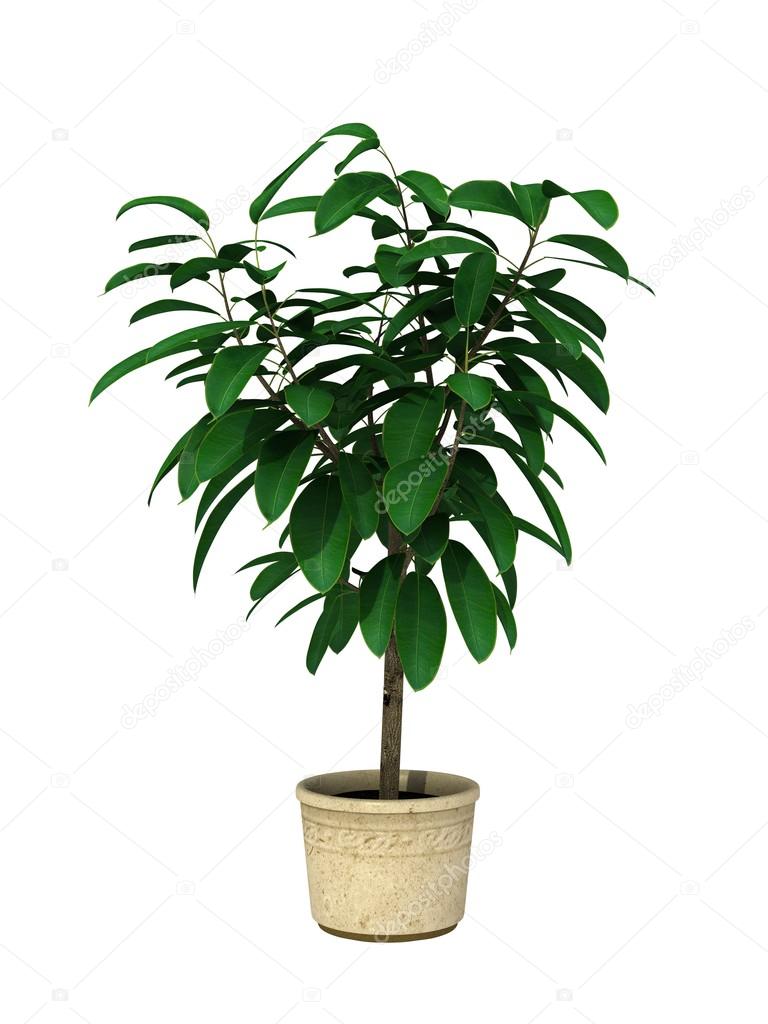 potted plant on white background