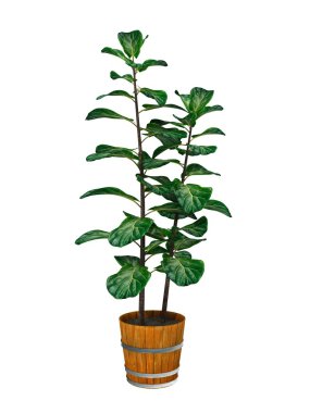 Yeşil Bambu şube