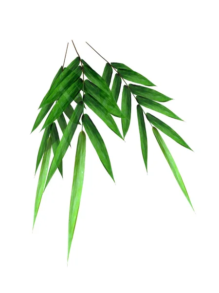 Branche de bambou vert — Photo