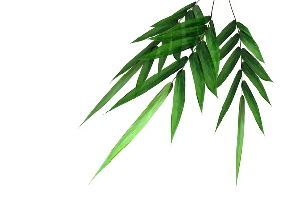 Zöld bambusz ág — Stock Fotó