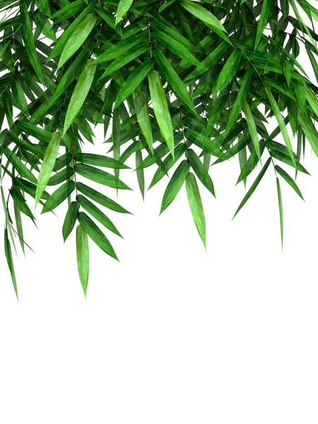 Rama de bambú verde — Foto de Stock