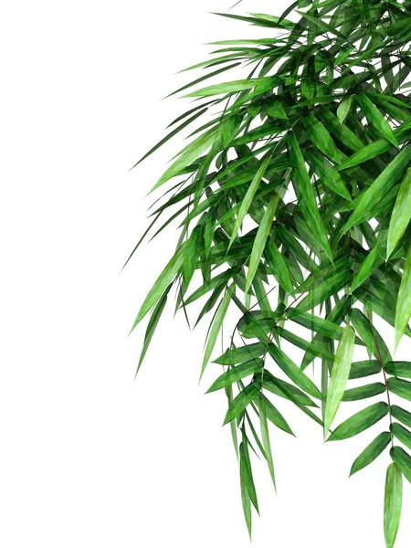 Zelené bambusové větev — Stock fotografie