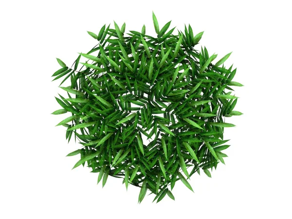 Green bamboo branch — Stock Photo, Image