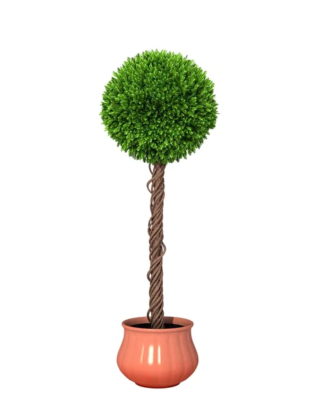 Plante verte en pot — Photo