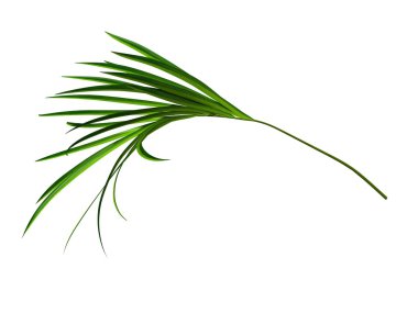 Yeşil Saksılı bitki