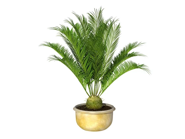 Green potted plant — Stock Photo, Image