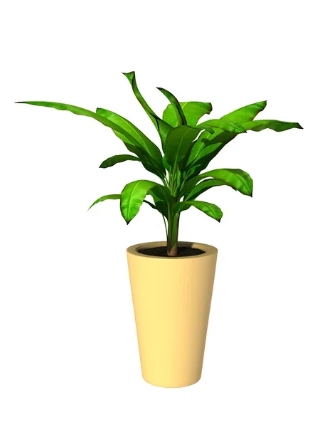 Planta envasada verde — Fotografia de Stock