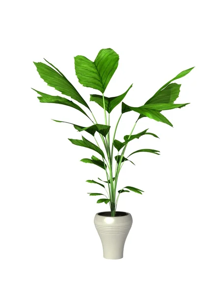 Green potted plant — Stock Photo, Image