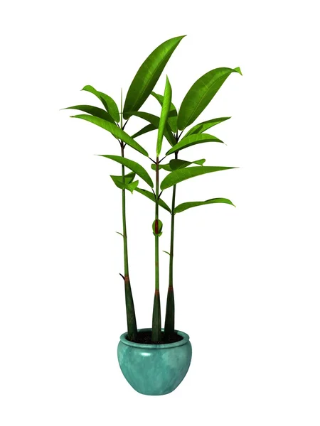 Green potted plant — Stock Photo, Image