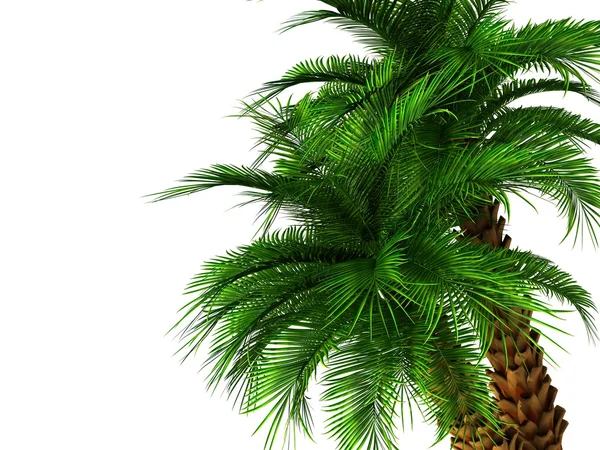 Palmera verde — Foto de Stock