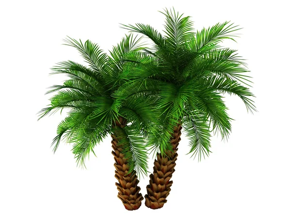 Green palm tree — Stockfoto