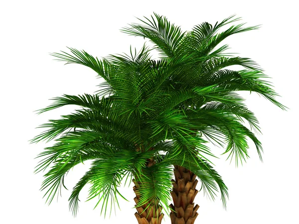 Green palm tree — Stock Photo, Image