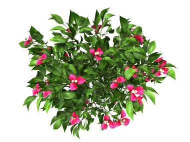 potted plant on white background clipart