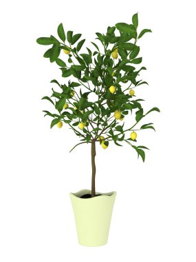 potted plant on white background clipart