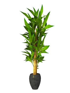 beyaz zemin üzerine saksı bitki