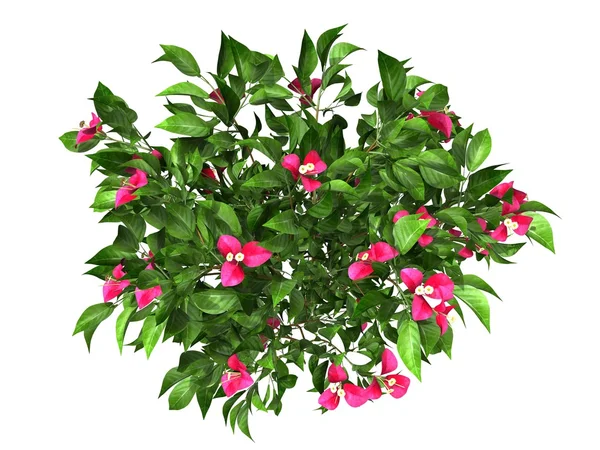 beyaz zemin üzerine saksı bitki