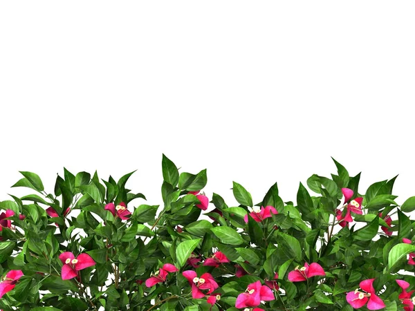 在白色背景上的盆栽的植物， — 图库照片