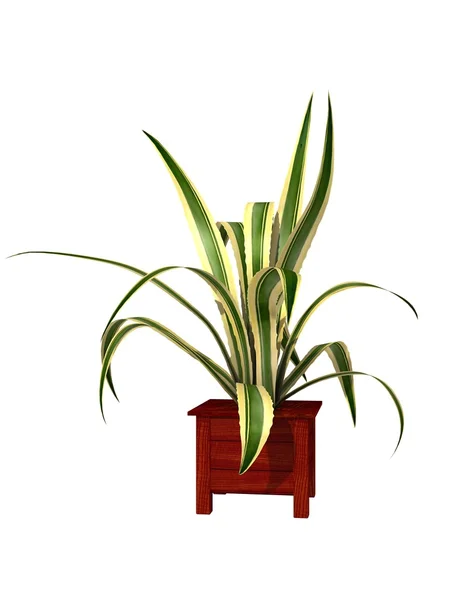 Potted plant on white background — Stock Photo, Image