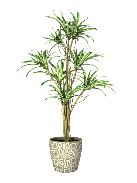 Topfpflanze auf weißem Hintergrund — Stockfoto