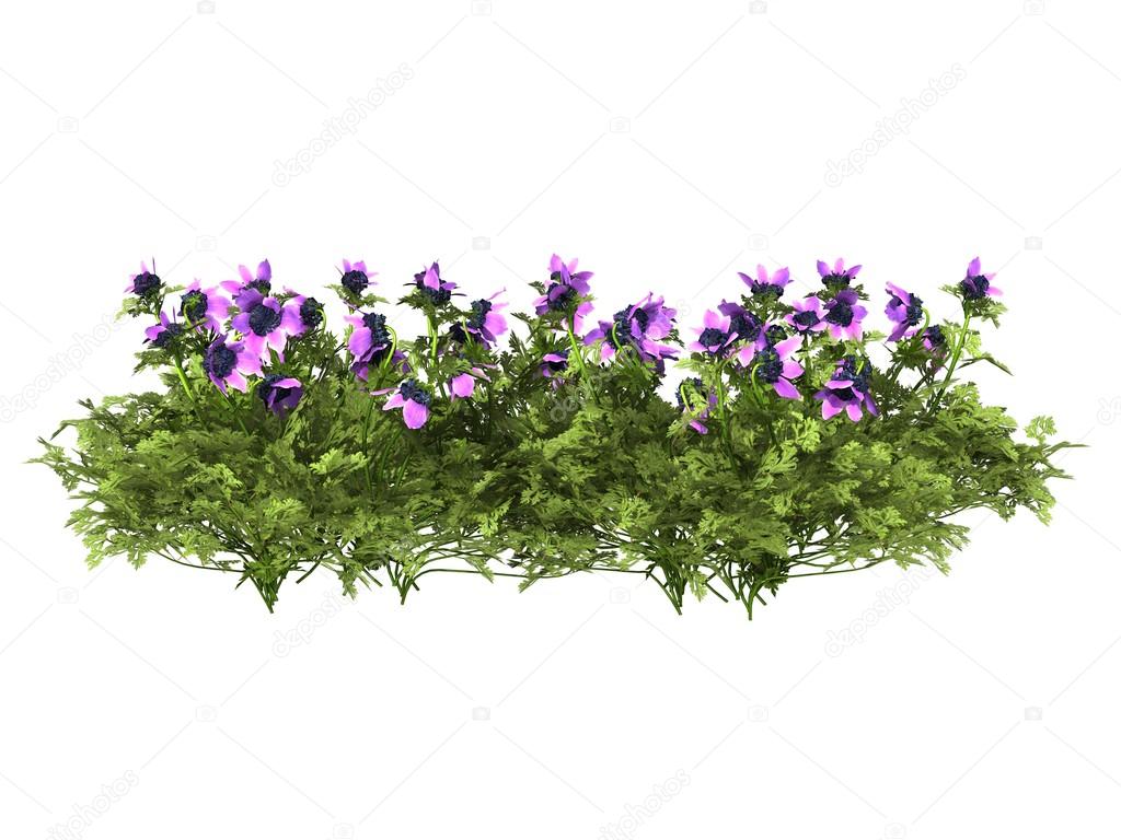 potted plant on white background