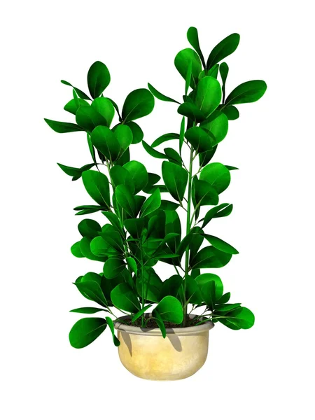 Hrnková rostlina na bílém pozadí — Stock fotografie