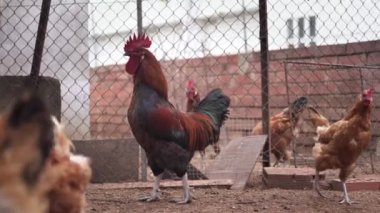 Güzel horoz ötüyor, etrafı tavuklarla çevrili.. 